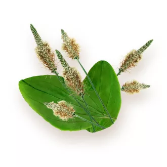 BioMenü kapsułki z łupin nasion psyllium ekologiczne 60 szt. obraz produktu