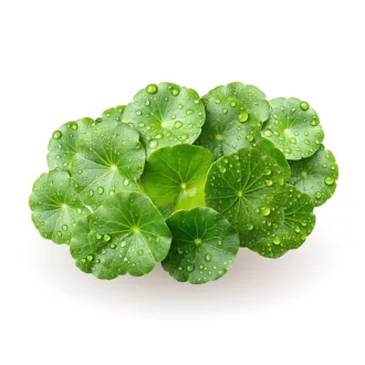 Caleido Gotu Kola wyciąg kapsułki 60 szt obraz produktu
