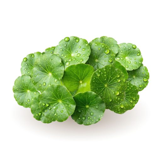 Caleido Gotu Kola wyciąg kapsułki 60 szt tworzywo