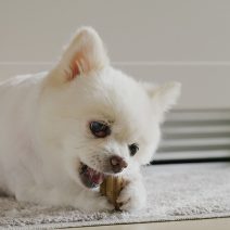 Wzmacniająca odporność przekąska dla psów z grzybami maitake