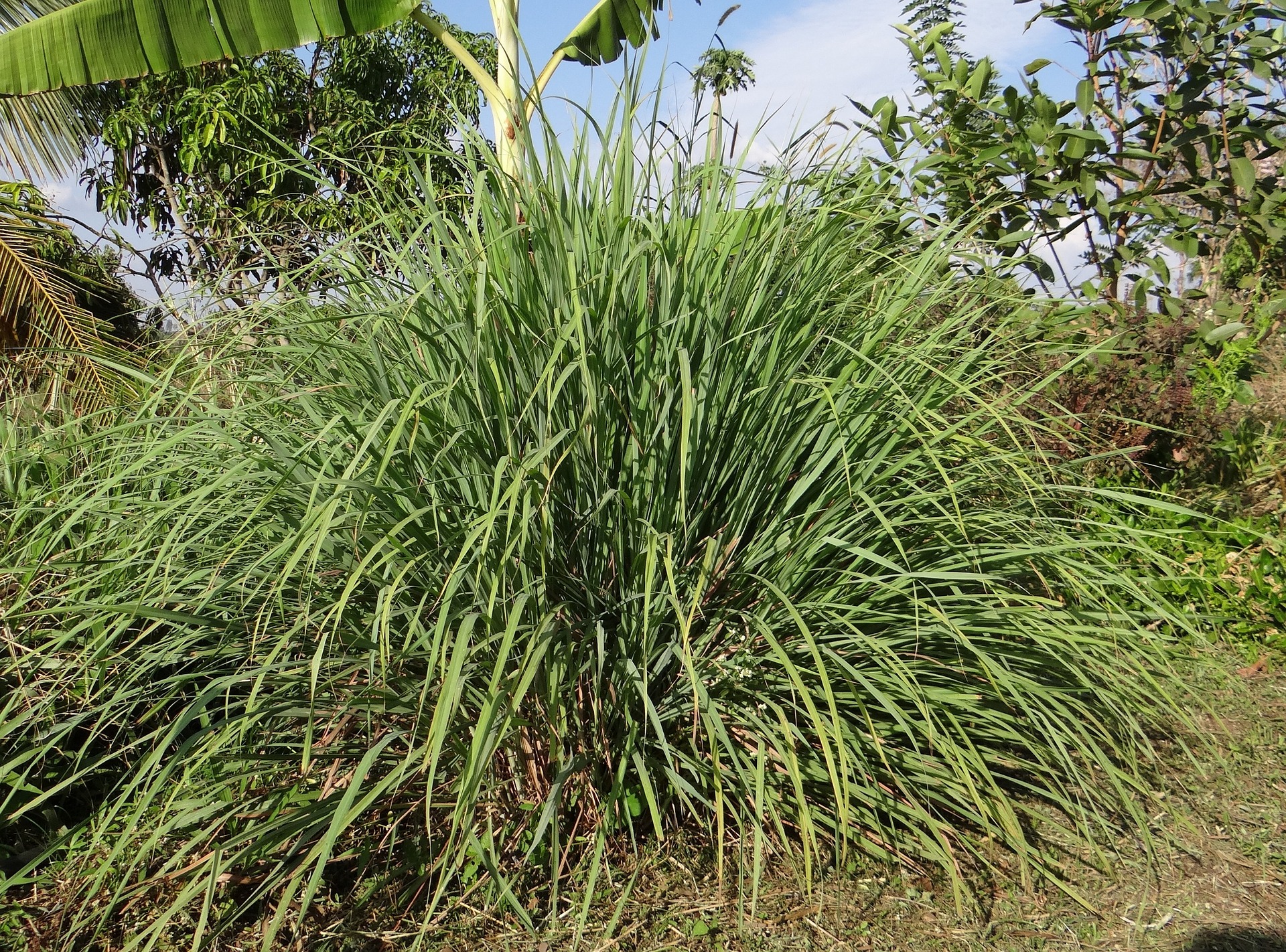 Citronella