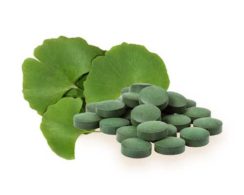 Miłorząb dwuklapowy