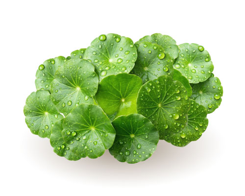 Gotu kola